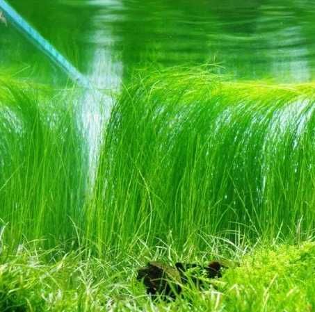 Eleocharis vivipara - Wysoka trawa do akwarium na tylny plan