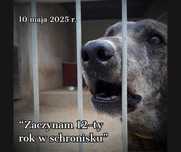 Smutna rocznica - tortu nie będzie, bo Cezar nie ma czego świętować…