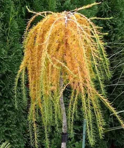 Модрина японська Стів Віпер(Stiff Weeper)