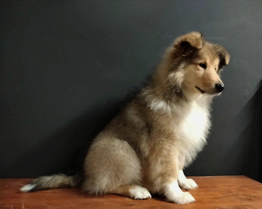 Owczarek szkocki długowłosy FCI