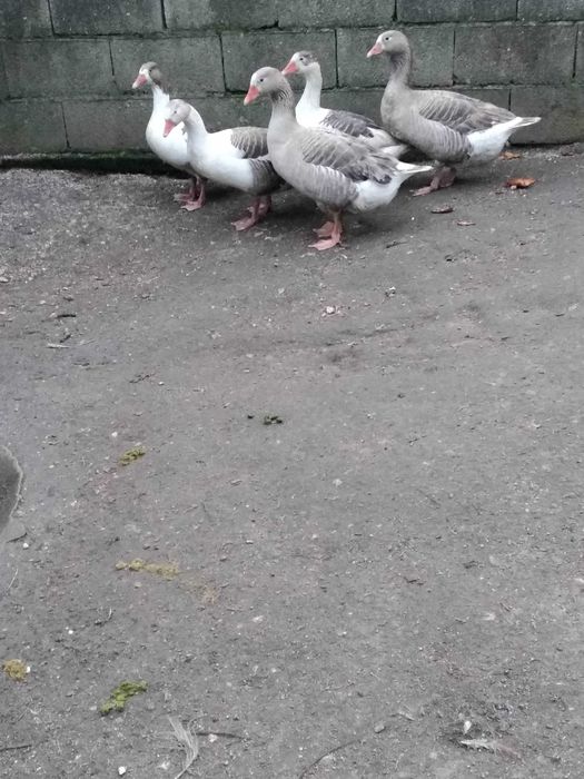 Pato Ganso  (criado ar livre)