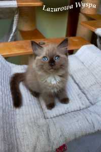 Micra Ragdoll mink z Lazurowej Wyspy.