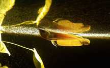 AROWANA srebrna 25cm