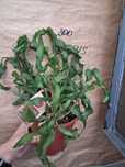 Epiphyllum Agawa Reo Zielistka monstera