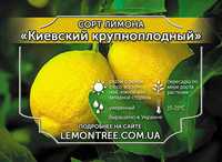 Плодоносящее дерево лимона, высота 50 см