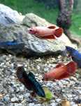 Samice bojownika/Betta Splendens