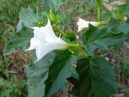 Datura stramonium, bieluń dziędzierzawa 10 zł za 100 nasion