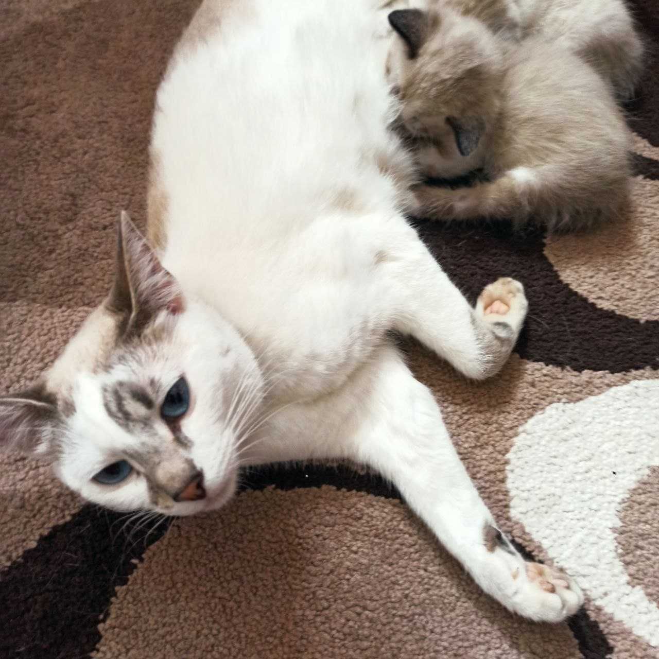 Котята, тайские котята