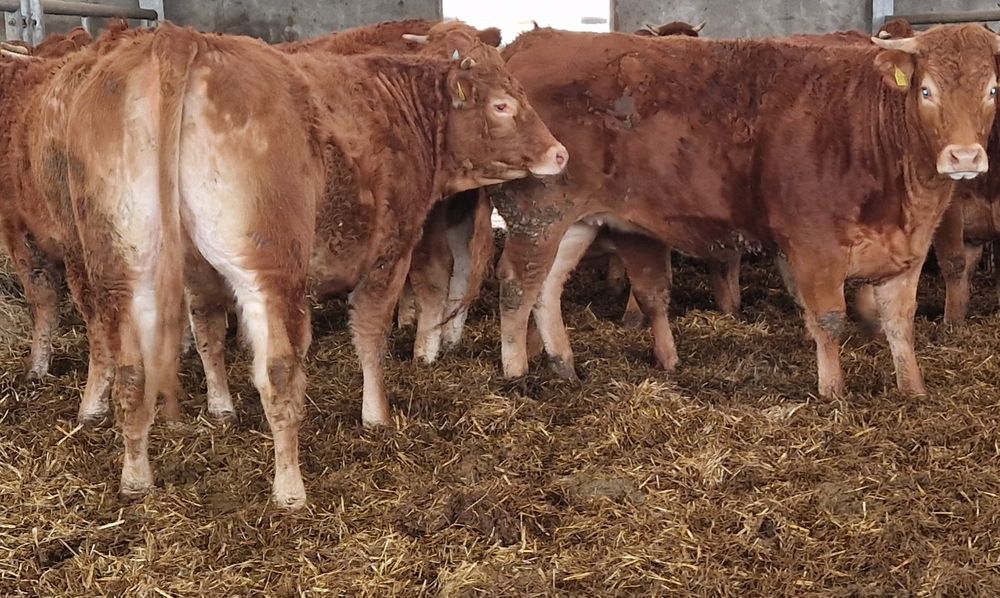 Sprzedam jałówki Limousine 100%