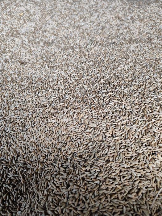 Żyto jare/ozime zbiór 2025