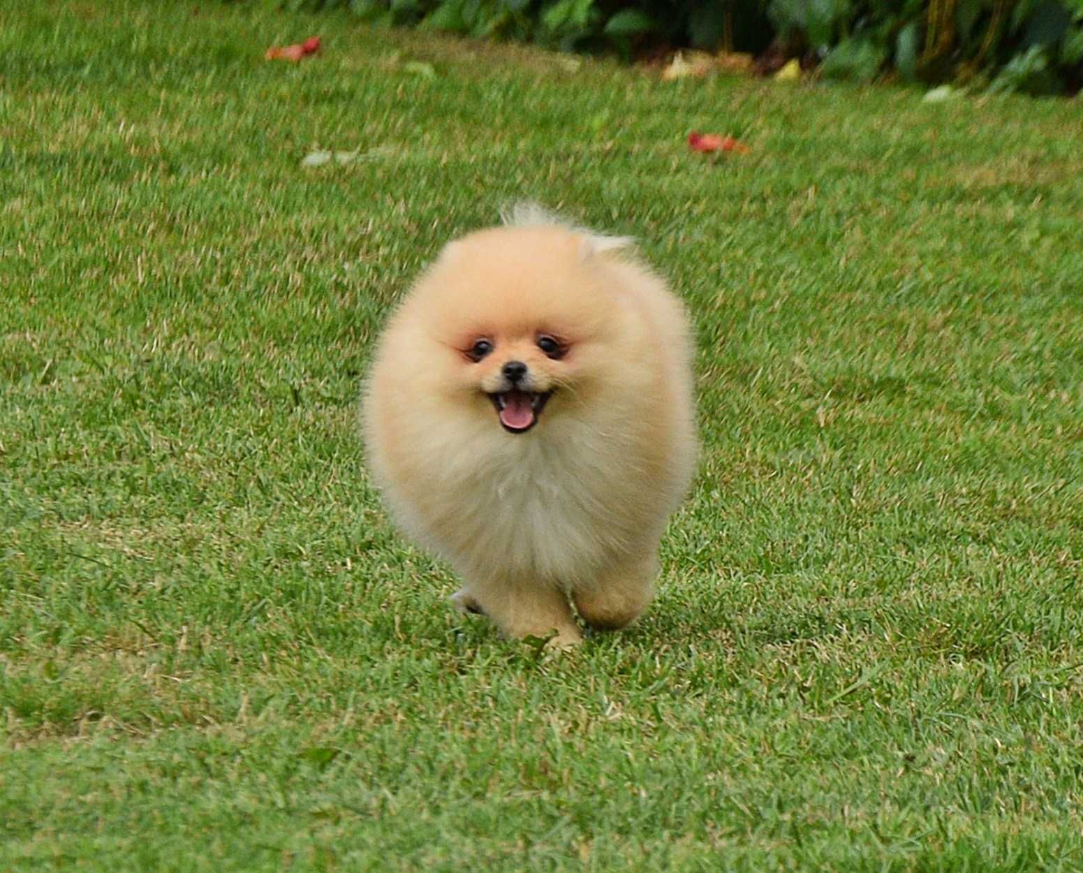 Piesek Pomeranian- Oskar- gotowy na kochający dom