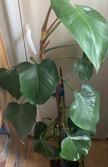 Kwiat filodendron  90 cm