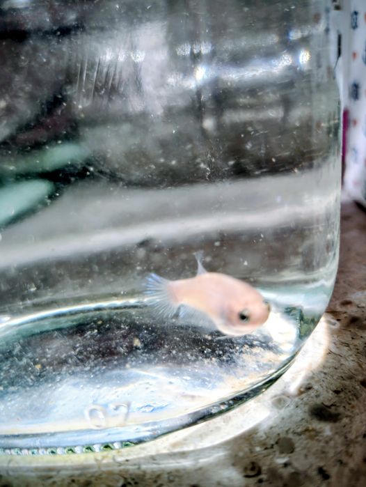 Betta splendens femea