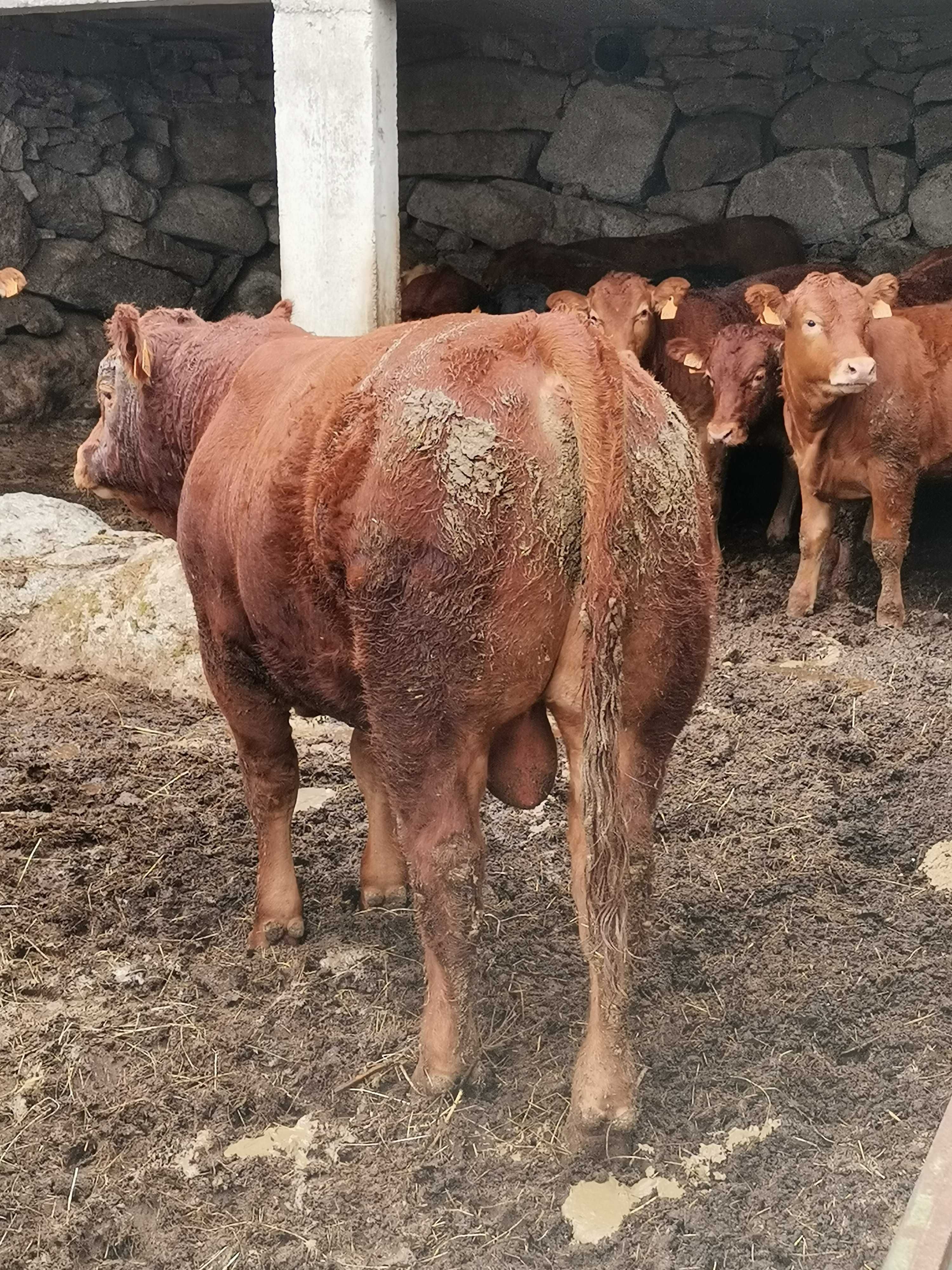 Vendo novilho 13 meses
