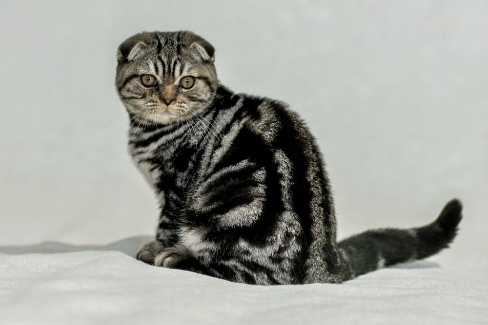 Шотландский вислоухий мальчик