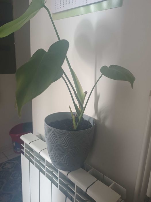 Kwiat w doniczce monstera