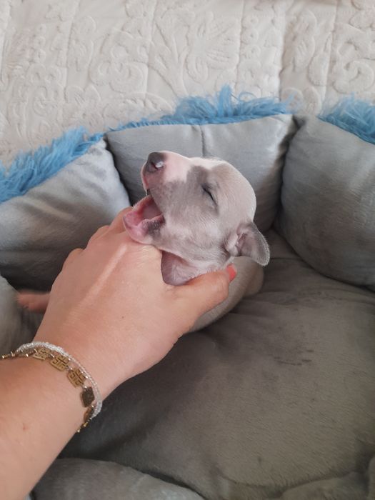 Chart Angielski Whippet FCI piesek błękitno- płowy.