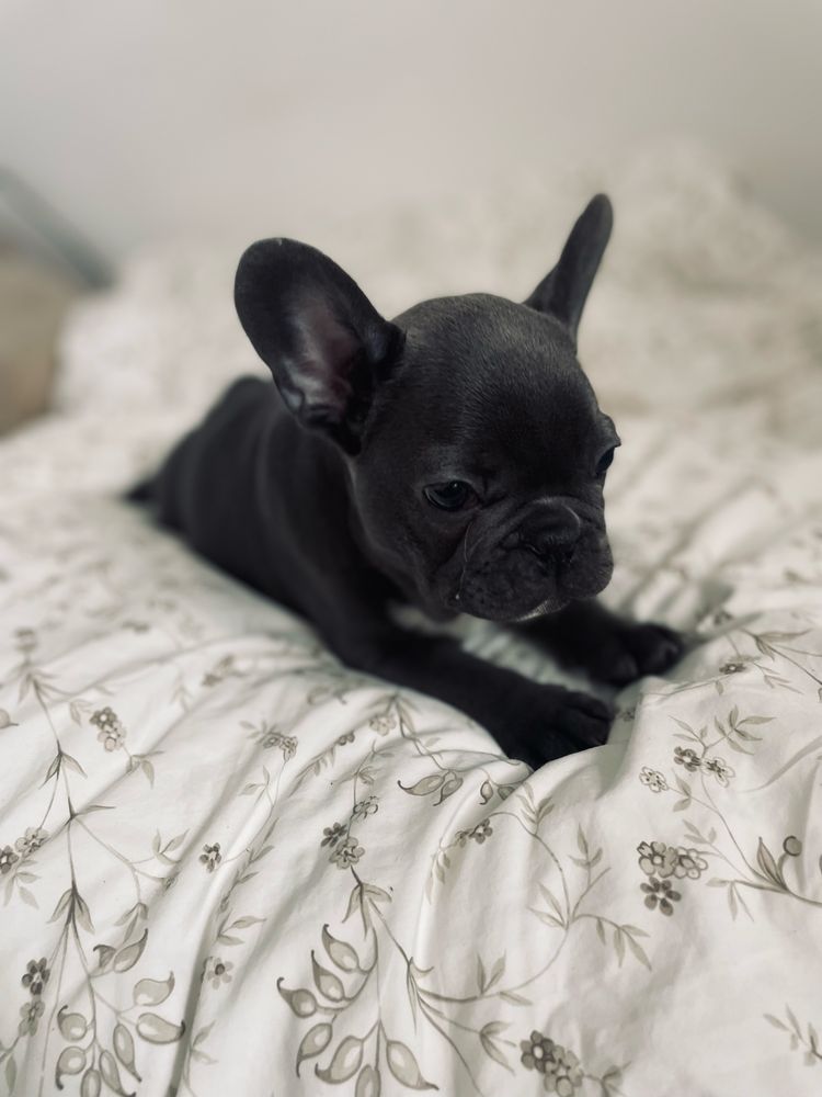 Buldog francuski rezerwacja