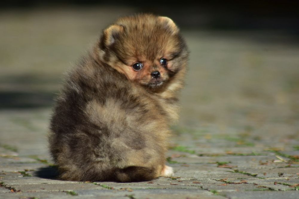 Szpic miniaturowy pomeranian FCI sobolowy piesek