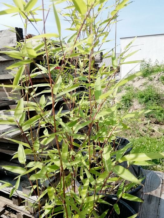 Bambus ogrodowy sadzonki