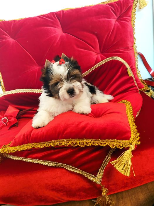 Śliczny samczyk Filip z metryką ZKwP/FCI Biewer Yorkshire terrier.