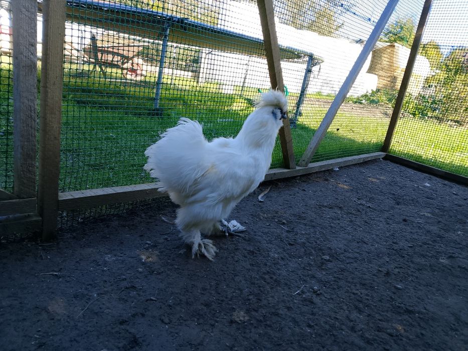 Sprzedam Silki, seramy , przepiórki chińskie