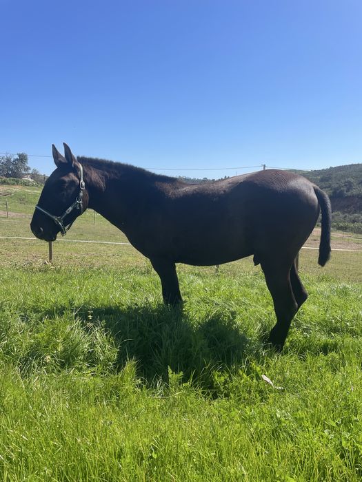 PSL preto 2 anos e meio