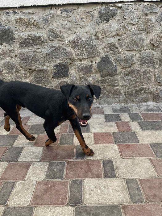 Собака для активних людей