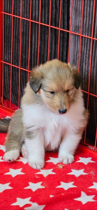 Owczarek szkocki długowłosy piesek szczeniak