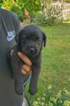 Czarna suczka Labrador Retriever  z rodowodem