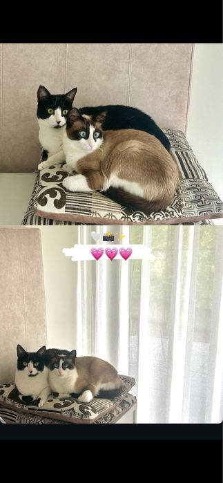 Gatinha Snowshoe para Adoção