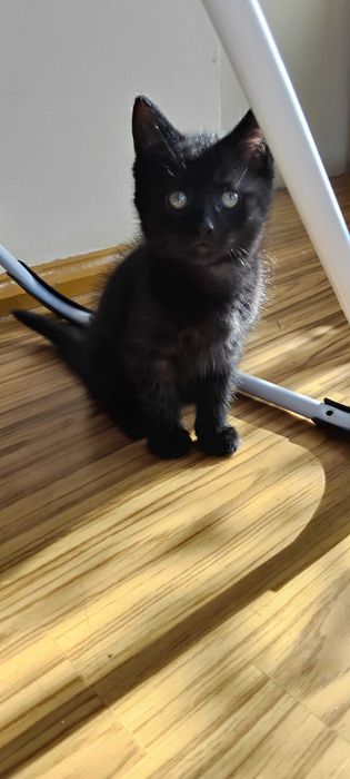 Oddam za darmo kotki