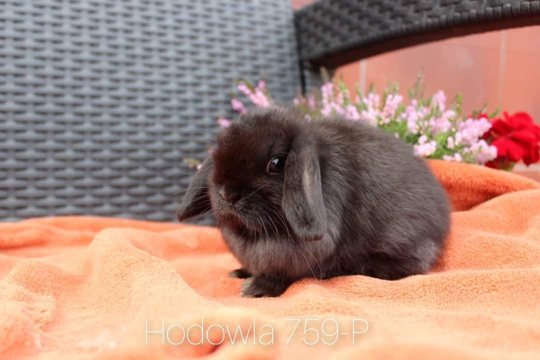 Mini lop króliki karzełek baranek miniaturkaHODOWLA