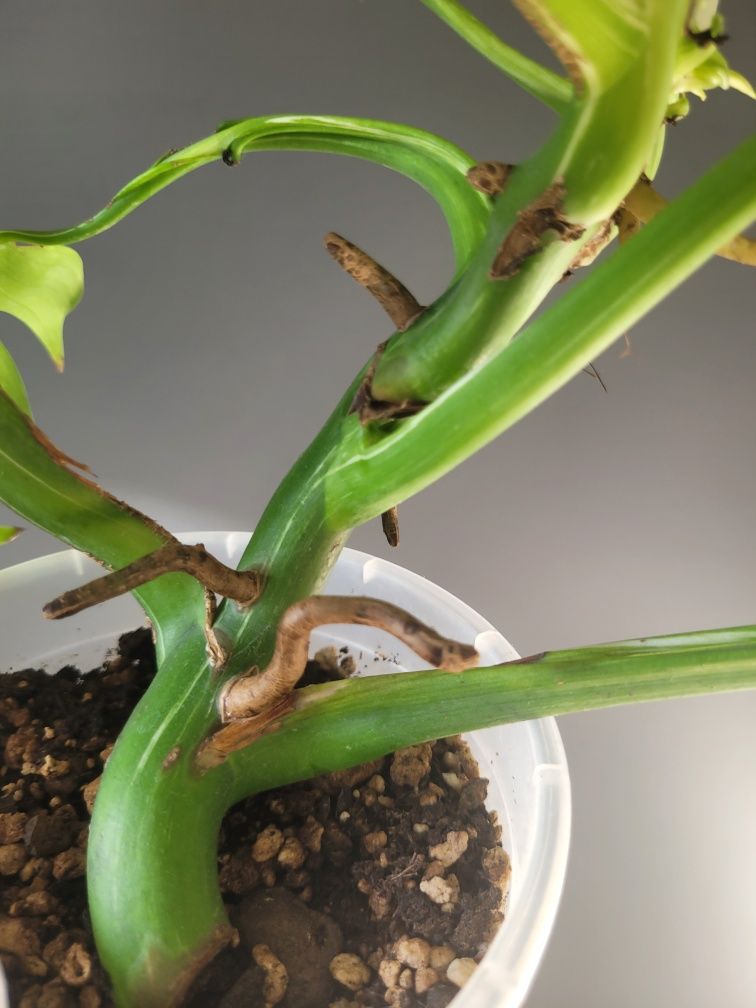 Monstera Variegata