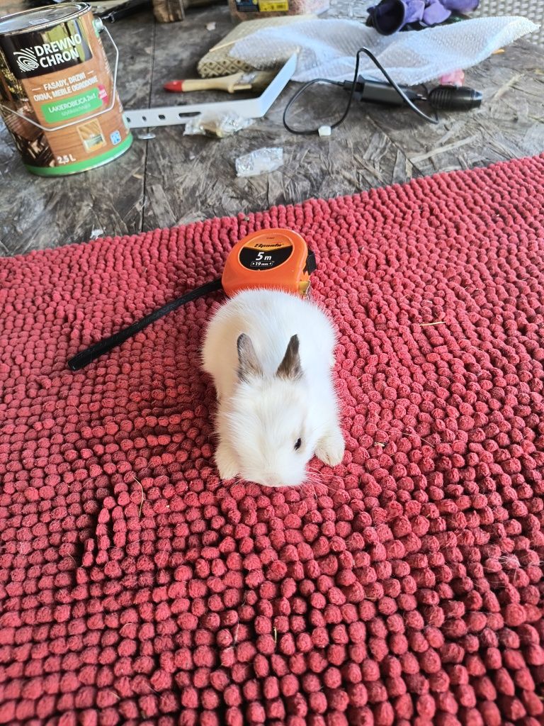 Miniaturki rasowe