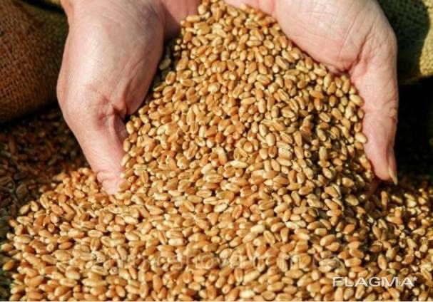 Продам пшеницю 10-12 тонн