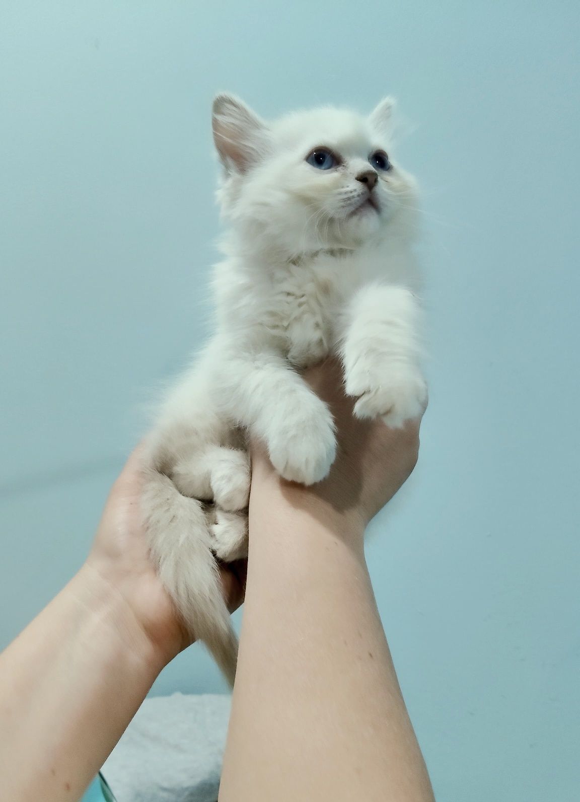 Kociak Ragdoll gotowy do odbioru.