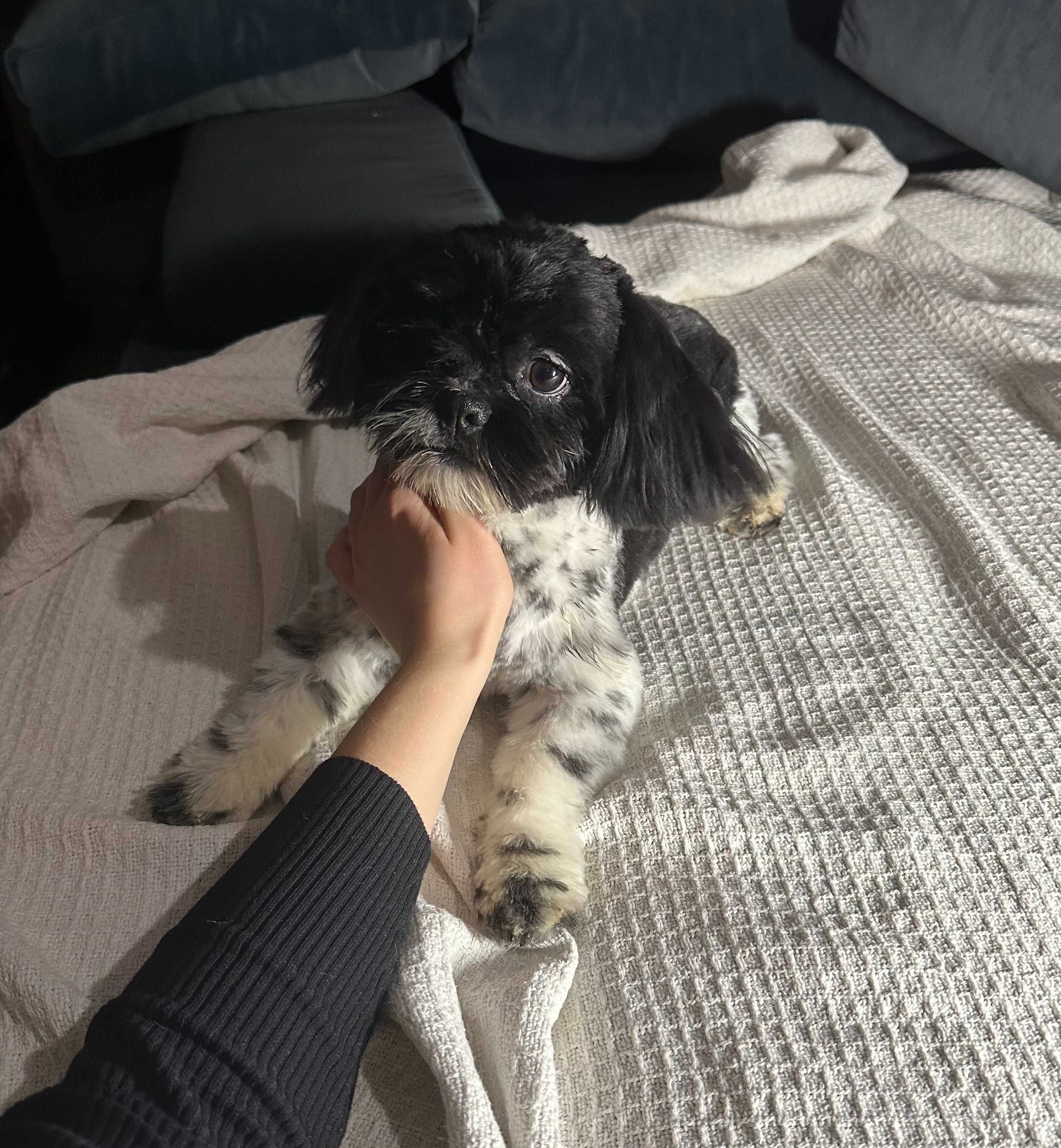 Shih tzu piesek sprzedam