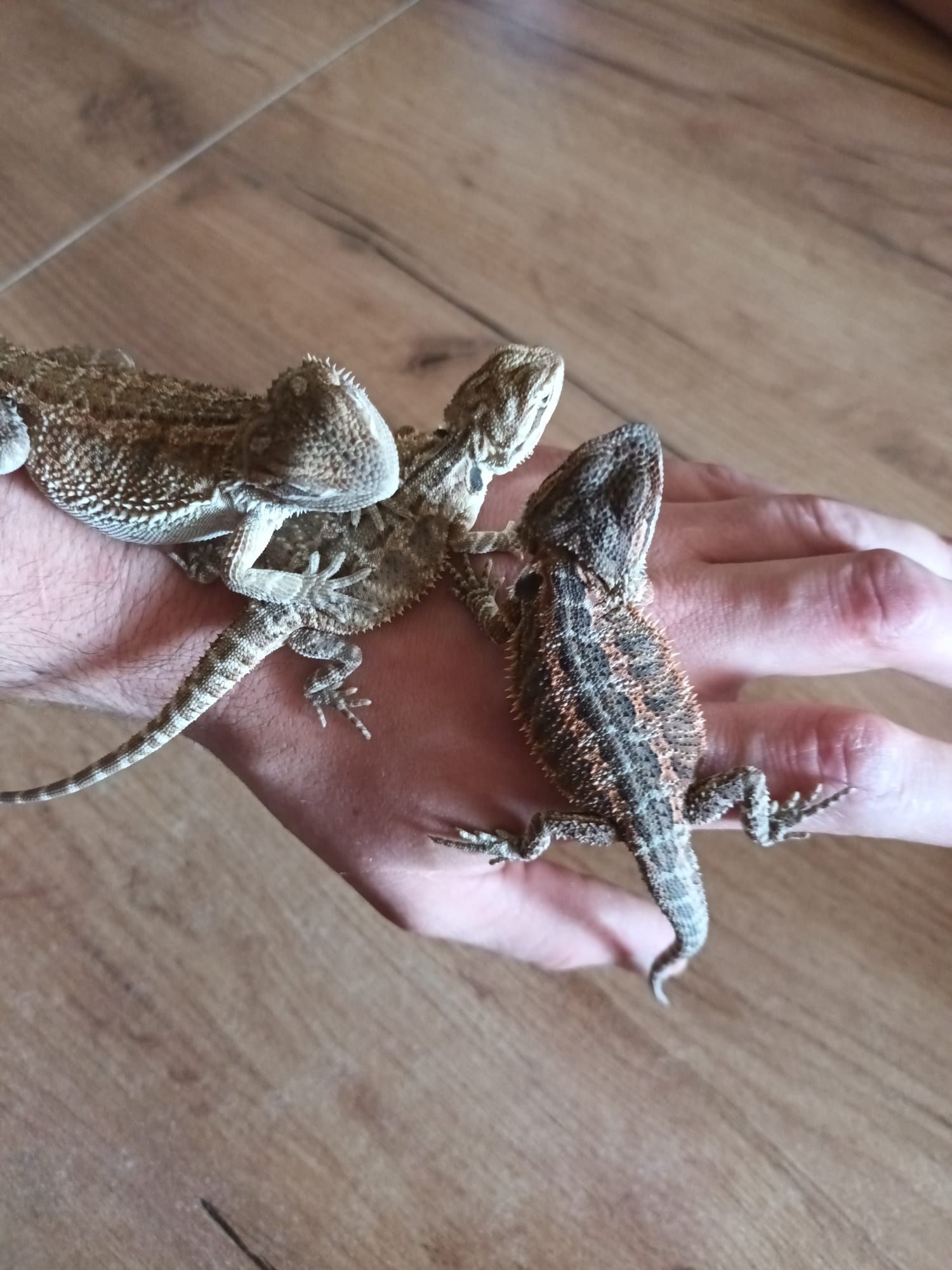 Agama brodata Hypo green genetic stripe