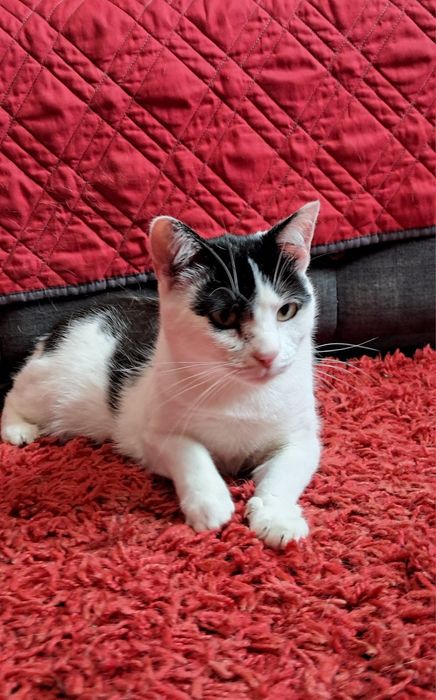 Dora cudowna kotka szuka swojego domu