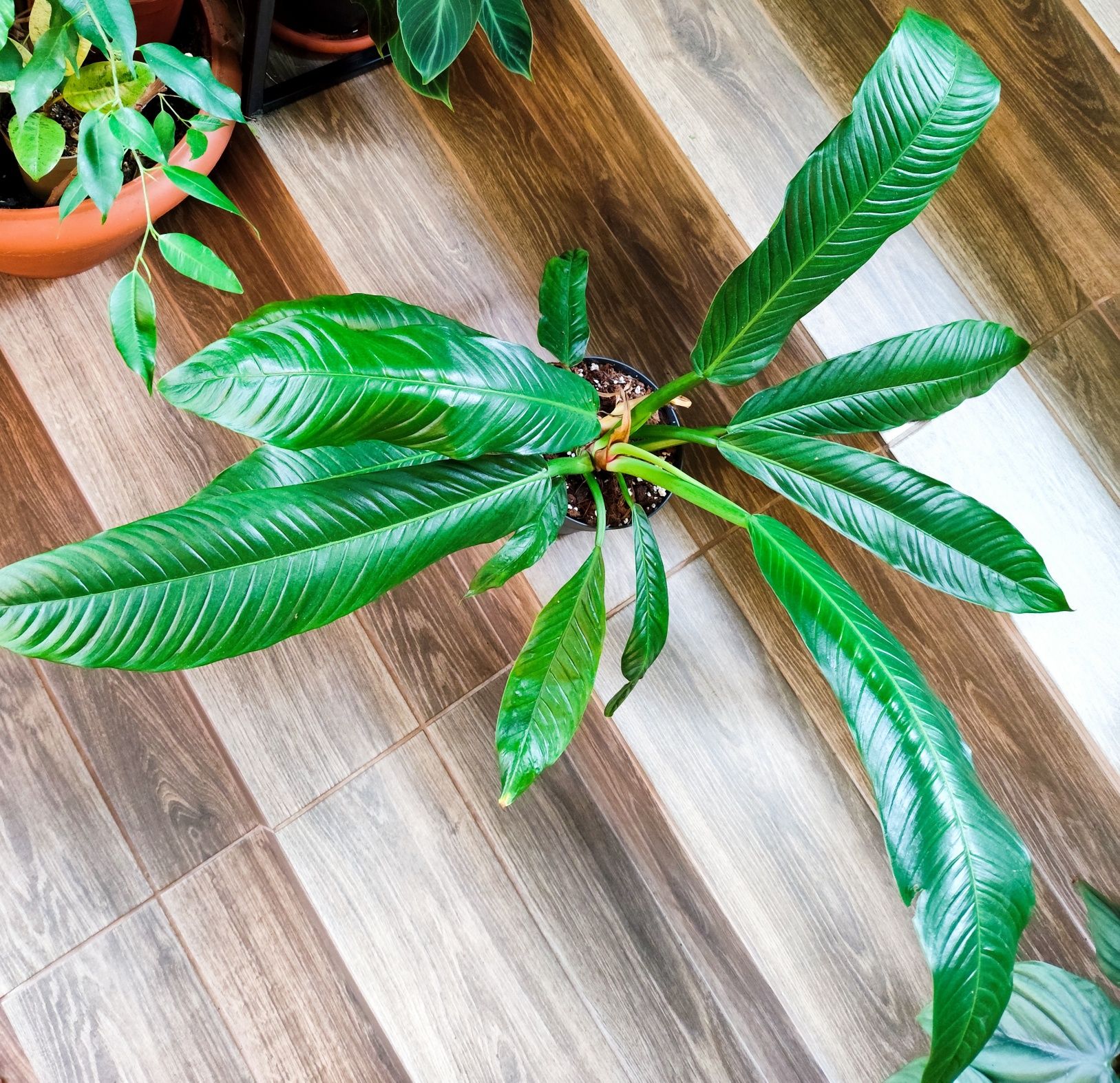 Philodendron campii