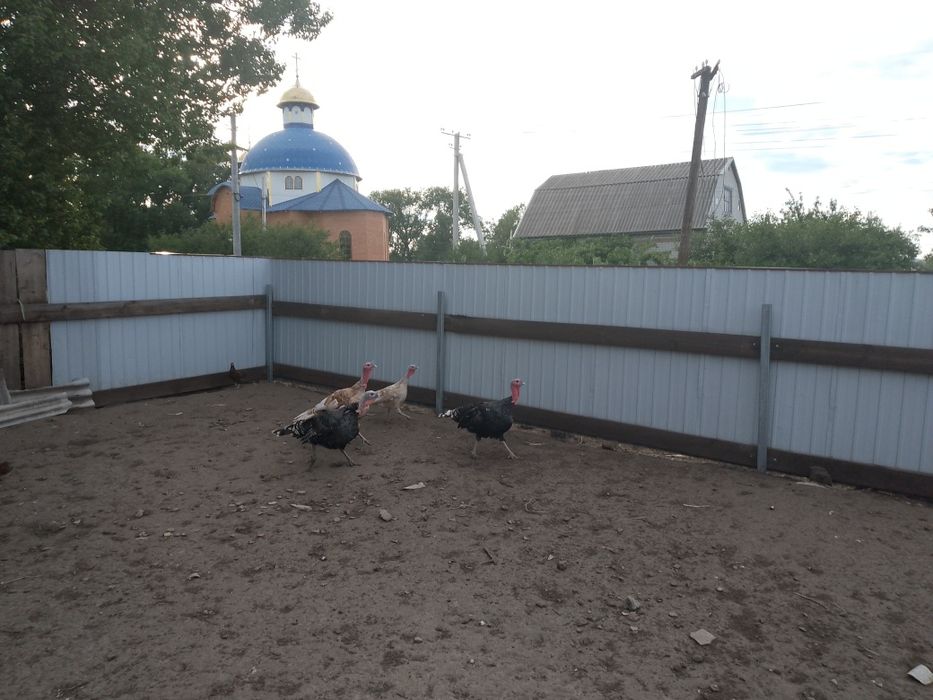 Продам індиків і індичку