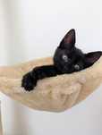 Mirtilo, o gatinho da sorte