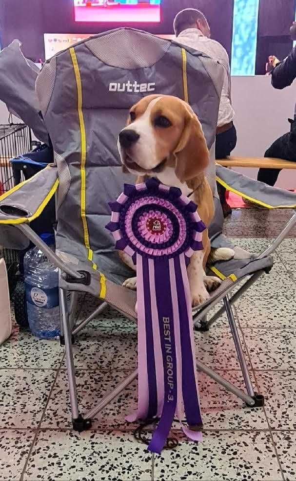 Cudowny chłopiec Beagle ZKwP (FCI) po championie gotowy na nowy dom