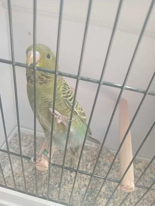 Piriquitos Black face 2025