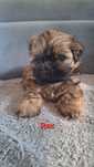 Sprzedam pieska Shih-Tzu