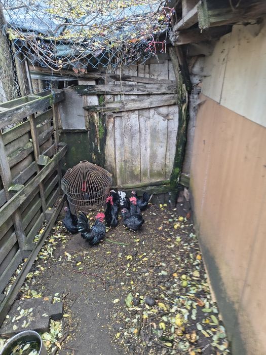 Kurki Chabo z tamtego roku.