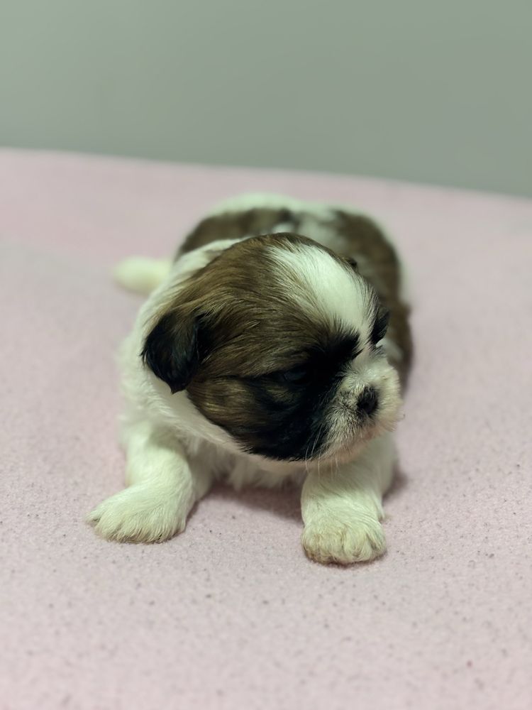 Szczeniak Shih Tzu- MILKA do rezerwacji