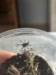 Ptasznik Caribena versicolor l1/l2