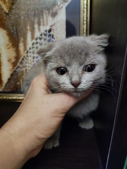 Кошеня, коти висловухі, 3 міс